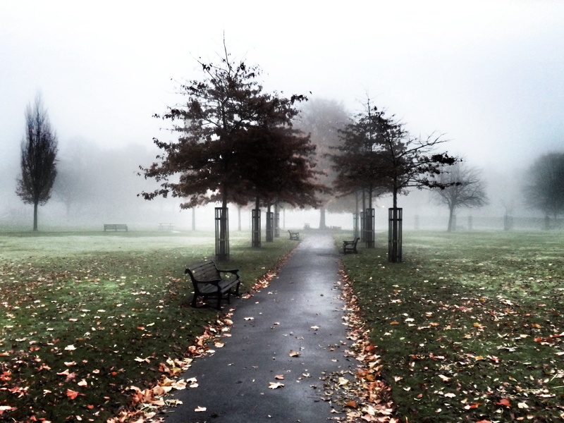 mist, forest, tree, trees, fogs, outdoors, 4K, covered, fog, autumn, daytime, nature