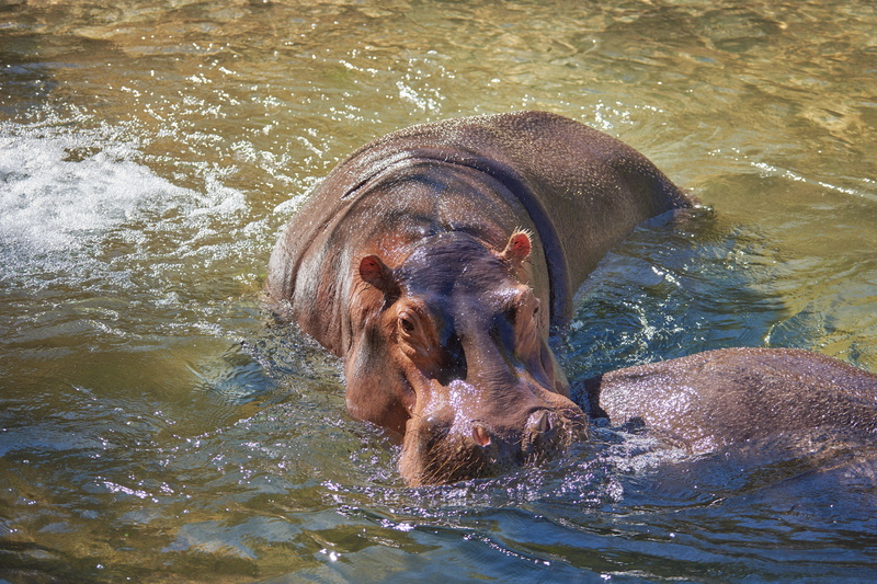 zoo, water, herbivorous, africa, day, no people, pachyderm, zambezi, dangerous, safari, animal world, animal themes, large, soaked, animal wildlife, pets