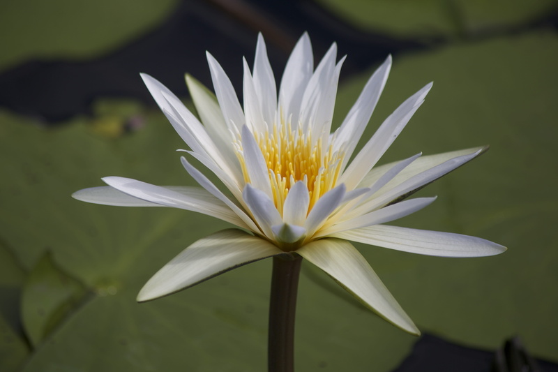 no people, Namibia, petal, Water Lily, white color, flowering plant, 5K, vulnerability, Lily, pond, growth, Zambezi, freshness, lotus water lily, inflorescence