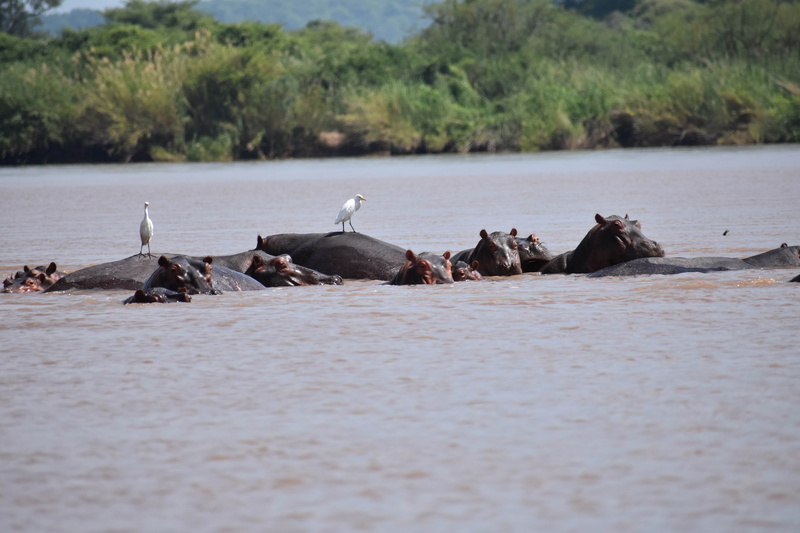 outdoors, medium group of animals, day, animal wildlife, water, mammal, plant, animal, beauty in nature, zambezi, nature, animal themes, bird, river, no people