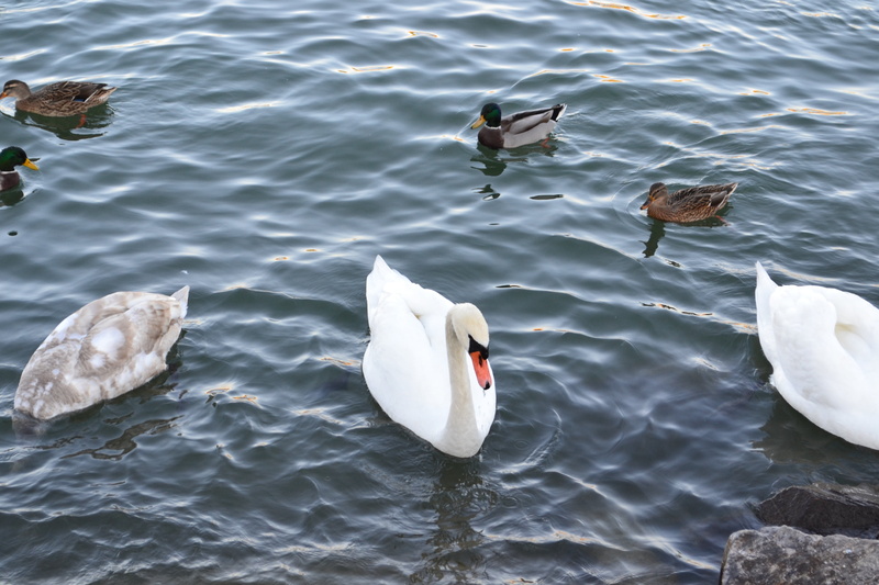 blue, town on the river, group of animals, bird, animal family, swimming, waters, animal, natural water, steyrische salza, 4K, mood, outdoors, swan lake
