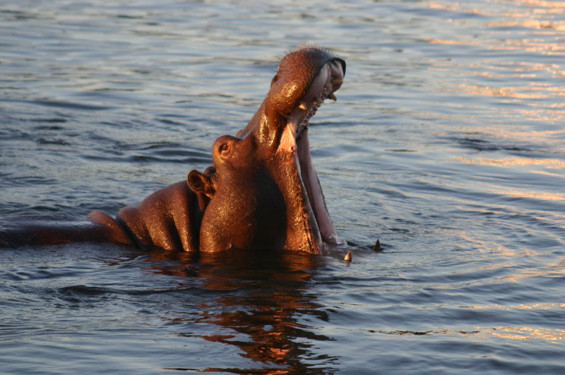 animal mouth, body, mammal, vertebrate, focus on foreground, nature, lake, two animals, wildlife, fall victoria, animals In The Wild, large, hippopotamus