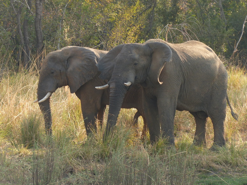 4K, safari, animal wildlife, plant, herbivorous, mammal, nature, animal themes, animals in the wild, zambezi, animal, africa, animal trunk, outdoors, group of animals