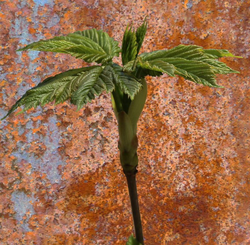 Close, textured, freshness, herb, Spring Awakening, food and drink, tree, directly above, close-up, plant part, cannabis plant, nature, green Color, leaf