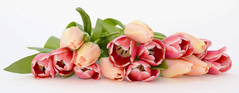 apricot, beauty in nature, pink, mothers day, plant, pink color, food, tulips, freshness, plant part, red, header, bouquet of flowers, 4K, flower, close-up