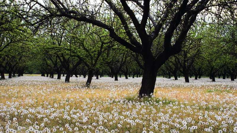 plant, white, no people, freshness, tree, 1080P, beauty in nature, trees, flowers, environment, flowering plant, day, outdoors, park, tranquility, petaled