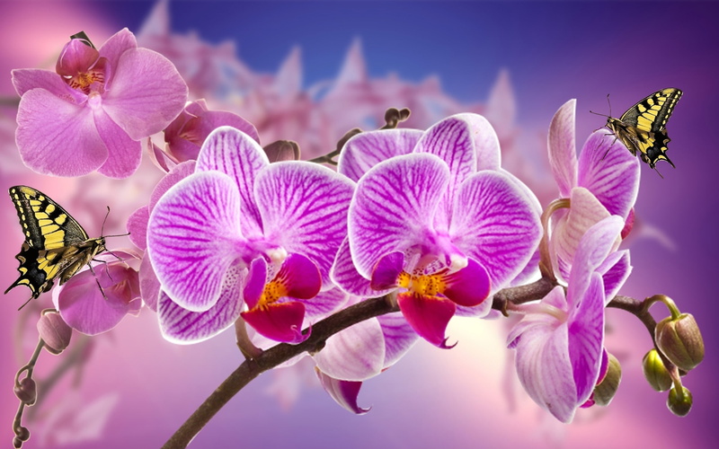 2K, macro, pc, tablet, nature, flowers, mobile, butterfly, photography, phones, orchid, spring, purple
