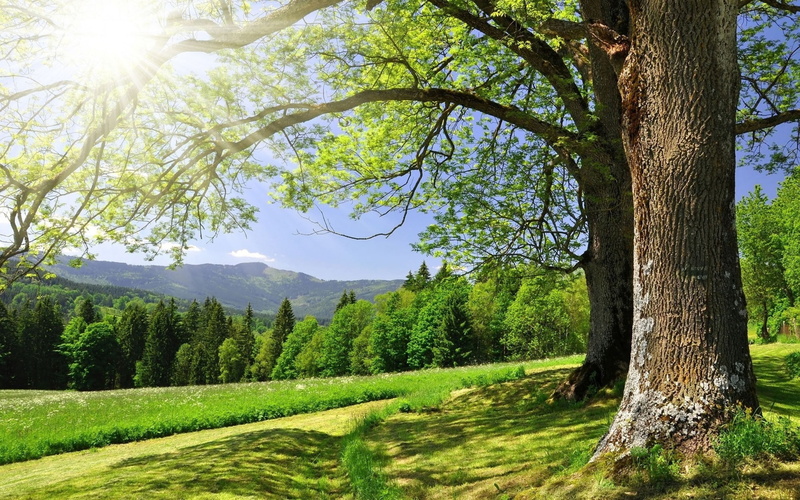 kroner, light, sun, spring, trees, 2K, branches