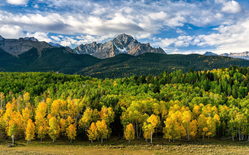beautiful, leaves, green, nature, yellow, golden, 2K, photo, trees, colorado, hd, pine, united, forest, autumn, rocky, states, desktop, mountains