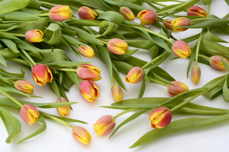 green color, thank you, frühlingsanfang, bouquet, lot, food, maroon, easter, 5K, vegetable, bunch of flowers, wellbeing, flower arrangement, close-up