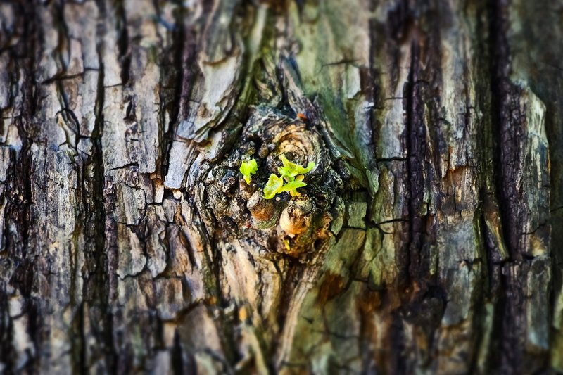rough, tribe, boy shoots, forest, scion, sprout, wood, nature, texture, spring awakening, wood - material, pattern, selective focus, trunk, plant, 4K