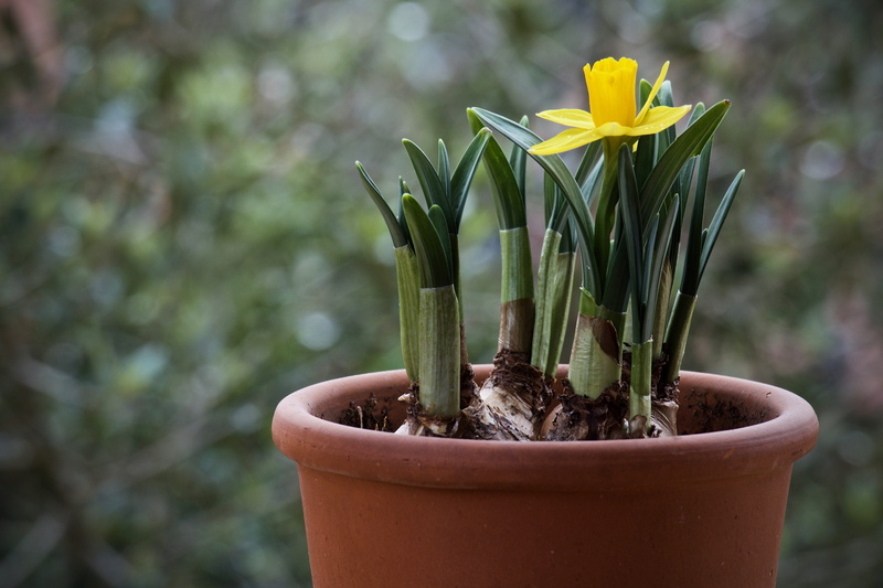 bulb, freshness, no people, focus on foreground, leaf, spring, beauty in nature, plant, botany, nature, outdoors, green color, 5K, cheerful, close-up