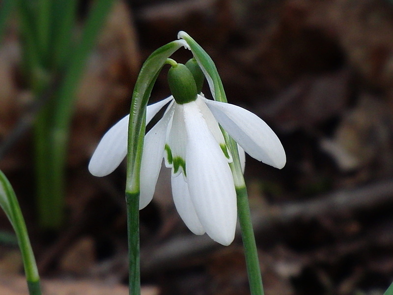 vulnerability, Love, snowdrop spring, flower Head, plant, blossom, close-up, flowering plant, 2K, white color, Nature, medicinal plant, inflorescence