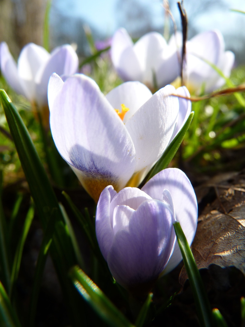 spring crocus, frühlingsanfang, Crocus, 4K, inflorescence, green Color, vulnerability, bloom, close-up, fragility, bühen, beauty In Nature, iris, botany