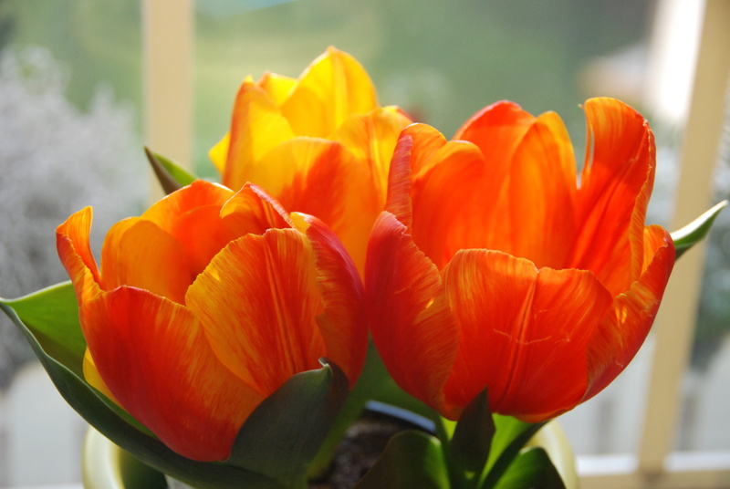 flower head, freshness, leaf, vulnerability, no people, tulip, focus on foreground, close-up, bunch of flowers, 4K, spring, growth, orange color, petal