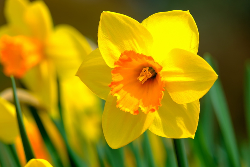 blossom, bright, inflorescence, petal, fragility, flower head, yellow, vulnerability, pollen, outdoors, springtime, spring, close-up, 5K, narcissus pseudonarcissus