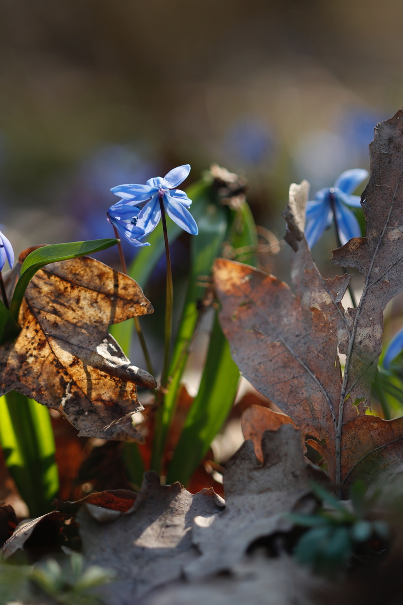 dry, growth, the suns rays, nature, vulnerability, leaves, land, plant part, outdoors, purple, scilla, 5K, flower, snowdrop, the glare, selective focus