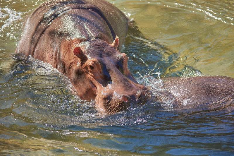 dangerous, outdoors, zoo, water, mouth open, hard, botswana, one animal, africa, animals in the wild, pachyderm, animal themes, animal wildlife, safari