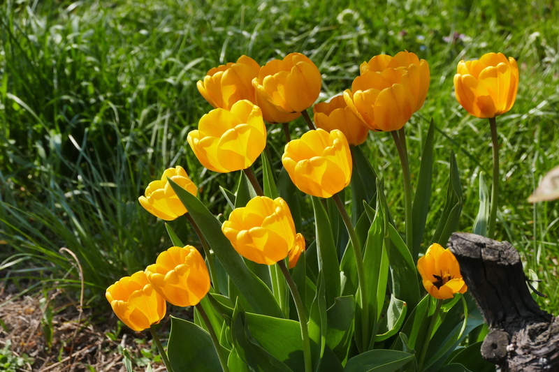 gardening, petal, grass, plant, field, day, inflorescence, meadow, beauty in nature, fragility, tulip, spring, tulips, spring awakening, 2K, flower head