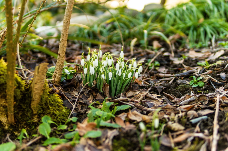 bloom, beauty in nature, field, focus on foreground, flower, spring awakening, selective focus, plant, early bloomer, signs of spring, white, forest, flowers