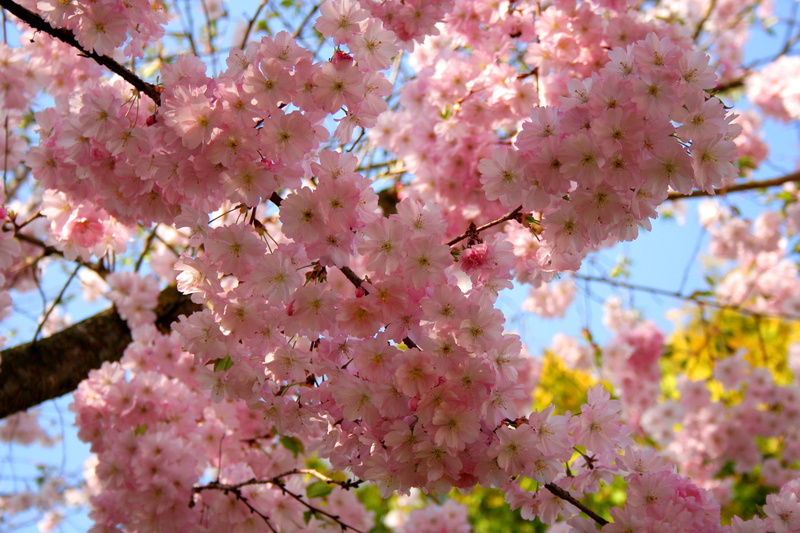 outdoors, close-up, beauty in nature, blossom, 2K, tree, growth, freshness, flower, day, pink, lilac, flowering plant, bunch of flowers, ornamental cherry