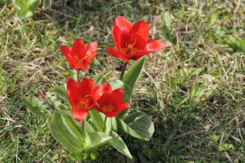 petal, inflorescence, freshness, no people, 4K, nature, growth, flowering plant, vulnerability, bloom, fragility, red, green color, meadow, spring meadow
