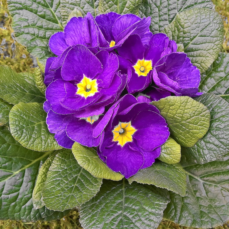 yellow pollen tubes, plant part, close-up, spring awakening, blue-violet flowers, green color, spring, vulnerability, flower head, pollen, garden, purple