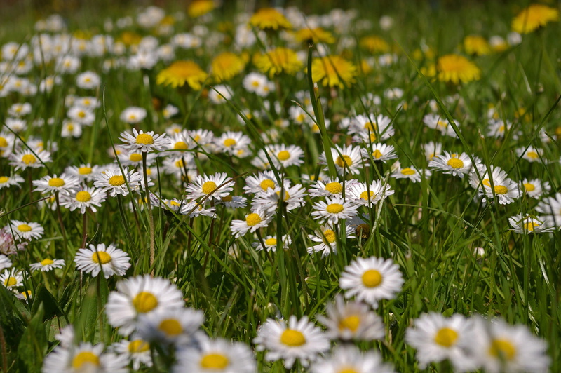nice weather, vulnerability, green, inflorescence, springtime, spring, spring awakening, 2K, daisy, dandelion, outdoors, nature, flower, Meadow, spring meadow