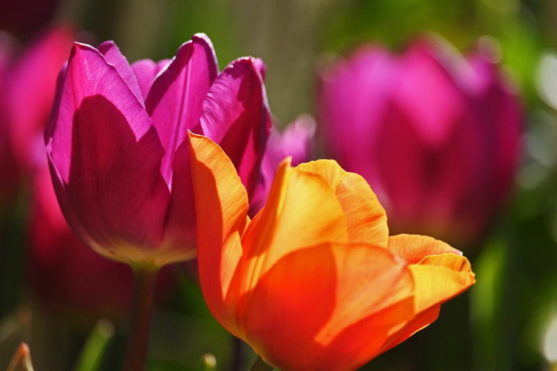 5K, colored tulips, beauty in nature, nature, fragility, botany, garden, color, gardening, plant, beauty, flora, springtime, spring awakening, field, purple