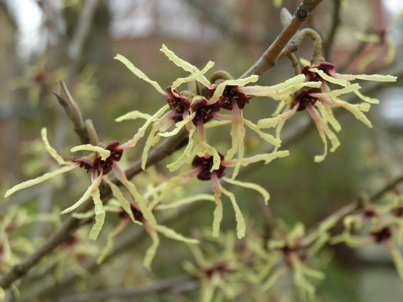 selective focus, plant part, 2K, witch hazel, shrubs, wilted plant, tree, focus on foreground, flowers, food, bloom, healthy eating, spring, outdoors