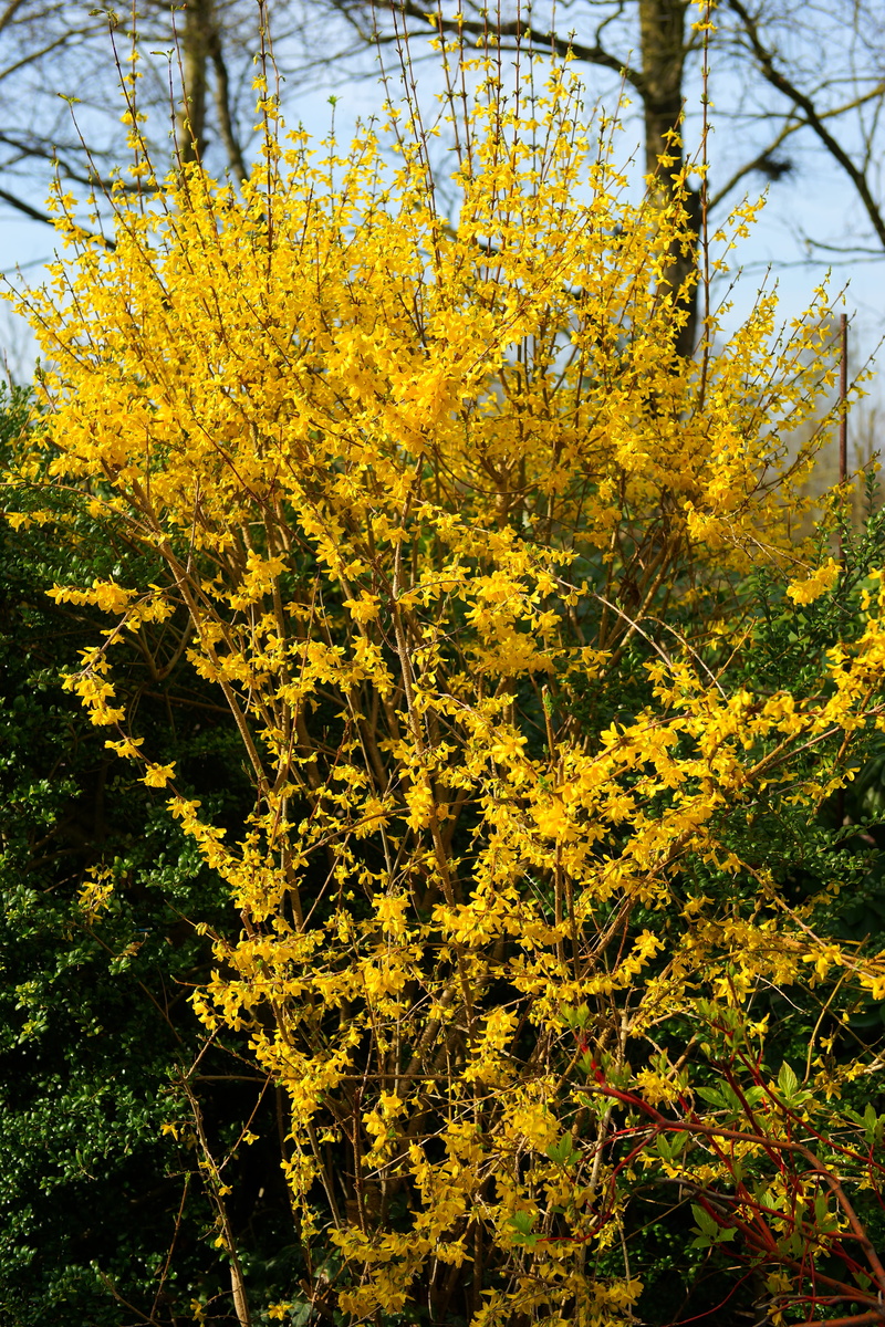 garden, yellow flowers, branch, plant, bush, nature, tranquility, forsythia, autumn, vulnerability, sunlight, yellow, flowers, 5K, beauty in nature, outdoors