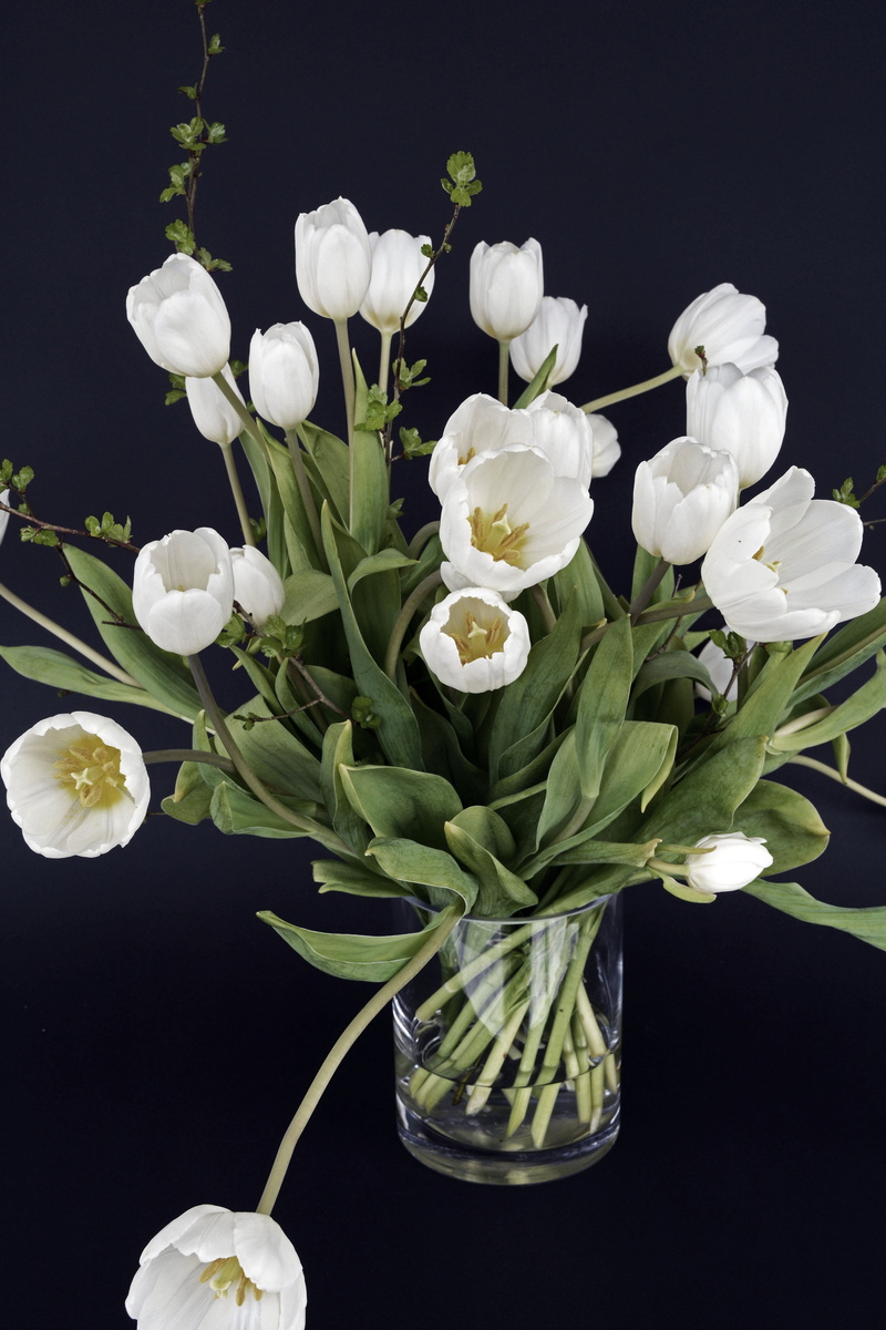 flower arrangement, nature, spring, indoors, 5K, vulnerability, petal, inflorescence, black background, flowers, spring awakening, white, studio shot
