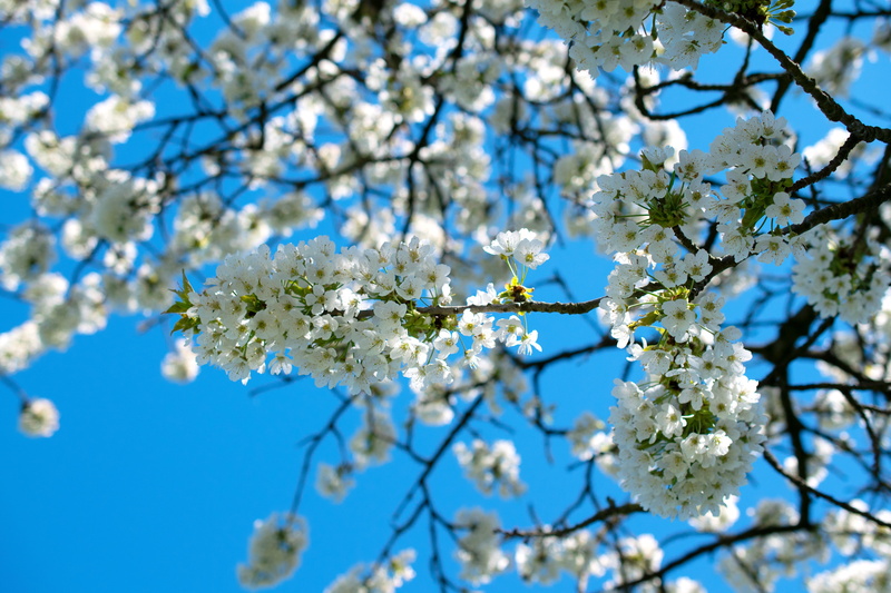 cherry blossom, flowering plant, spring flower, 5K, plant, freshness, blue, beauty in nature, flower, bloom, apple tree, low angle view, kernobstgewaechs