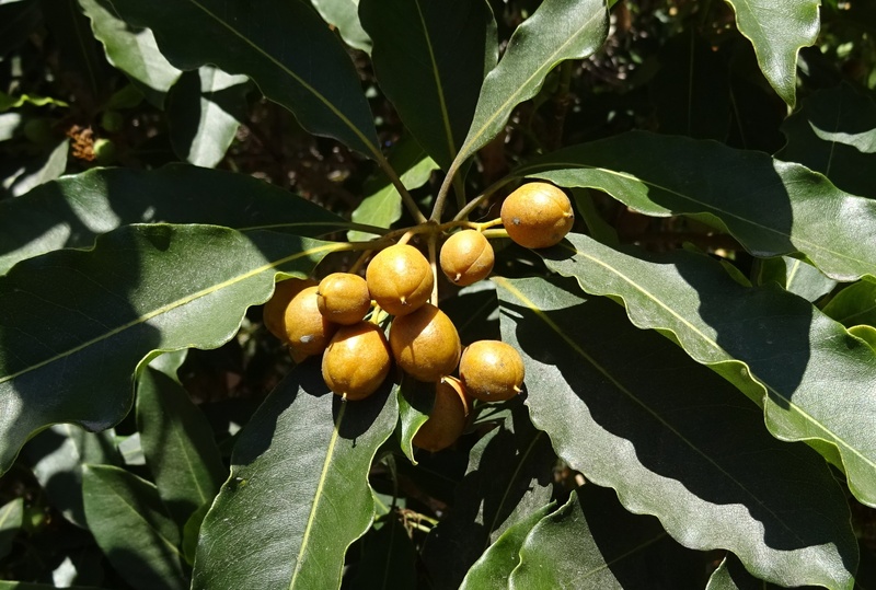 leaves, america, evergreen, food and drink, mimusops elengi, berry, fruit, tree, ornamental, plant part, green color, close-up, usa, bullet wood, medicinal
