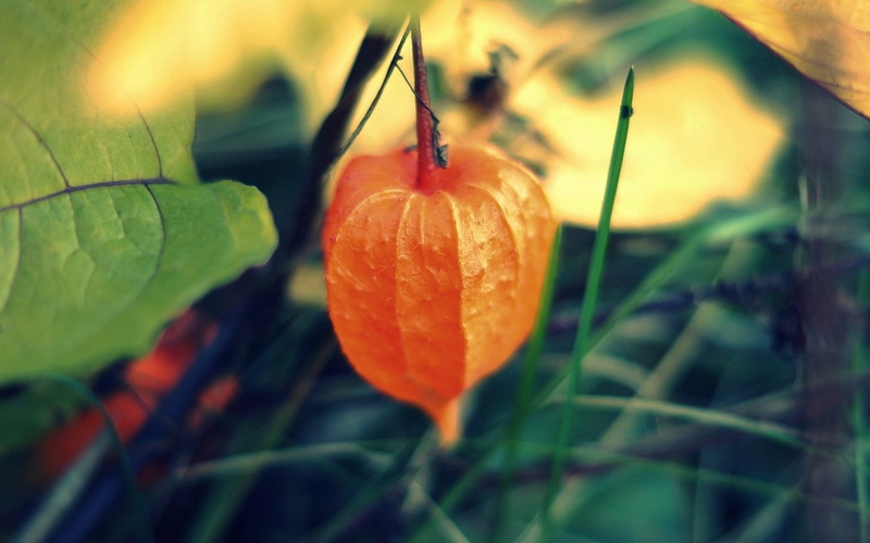 outdoors, food, physalis, chinese, no people, nature, fruit, plant stem, day, growth, focus on foreground, close-up, round, plant part, plant, healthy eating