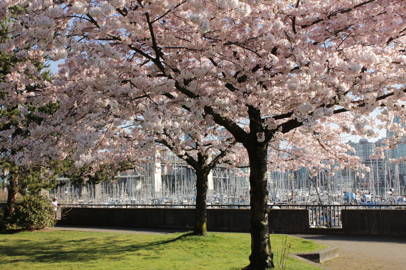 architecture, cherry, water, park, tree, park - man made space, outdoors, cherry tree, freshness, blossom, pink, spring, blooming, springtime, no people