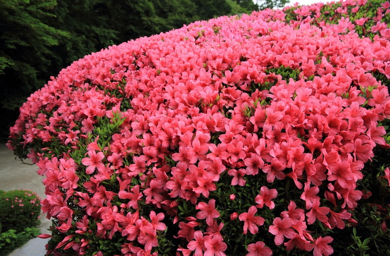 freshness, 1080P, fragility, inflorescence, flowering, colors, beautiful, gardening, nature, growth, flowers, formal Garden, petal, pink Color, leaf, flowering plant