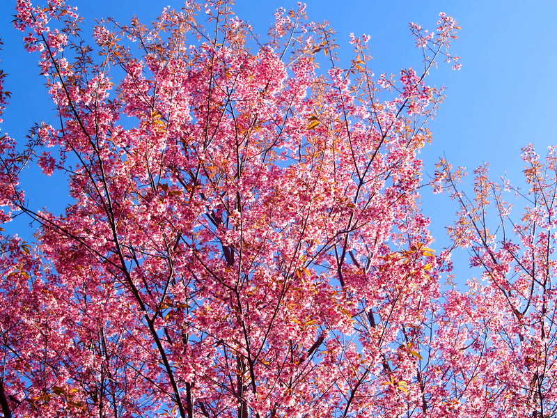 freshness, low angle view, serene, background, bloom, sky, cherry tree, colorful, blossom, blue, spring, pink color, sakura, beautiful, cherry blossoms