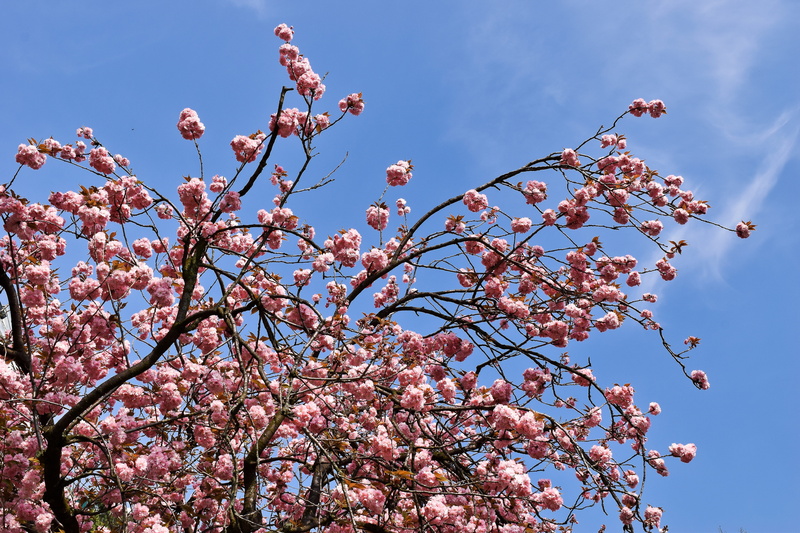 pink, garden, season, sky, pink color, growth, cherry tree, cherry blossom, day, flora, plant, beauty in nature, blossom, flowering twig, spring, ornamental cherry
