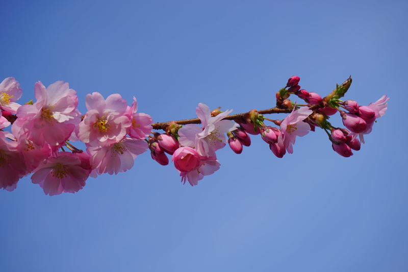 flower, tree, plant, clear sky, flowering plant, no people, flower Head, nature, sky, springtime, pink Color, vulnerability, color, blossom, fragility