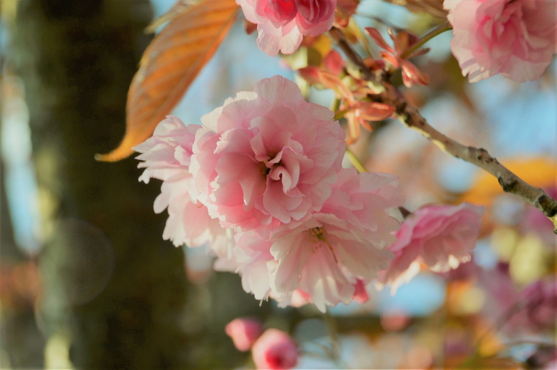 cherry tree, flora, nature, pollen, bunch of flowers, cherry blossom, pink color, flower, tree, blossom, pink, ornamental, flower head, inflorescence, fragility
