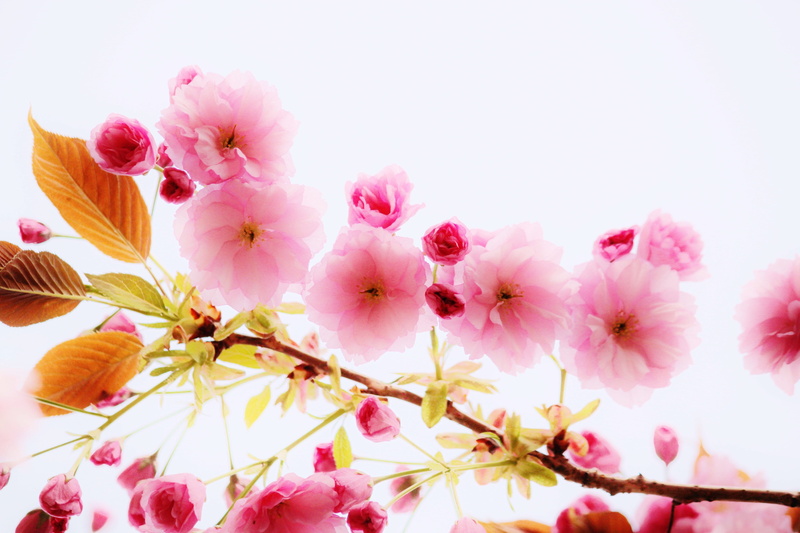 no people, flower, closeup, photography, fragility, bloom, spring awakening, petal, ornamental cherry, flowering twig, leaf, branches, branch, blossoms