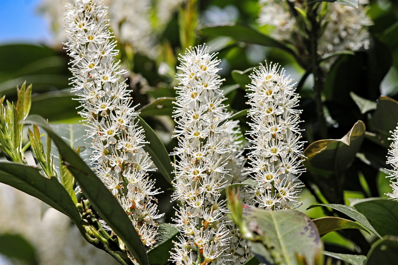 no people, green color, close, bayberry, flowering plant, idyllic, leaves, 4K, cherry laurel, shiny, shiny leaves, focus on foreground, flower, periwinkle