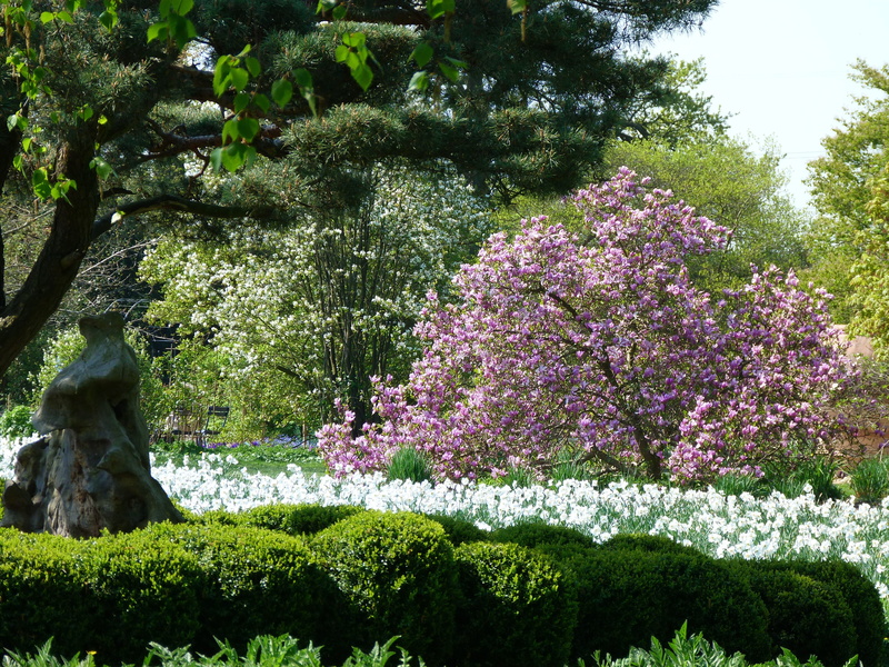 tree, purple, green Color, vulnerability, fragility, no People, cherry blossom, ornamental Garden, garden, formal Garden, park - man made space, beauty In Nature
