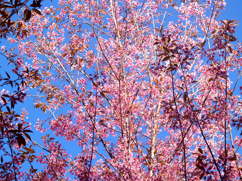 bloom, leaves, 2K, romantic, clear sky, color, flora, landscape, branch, sakura, pink color, petals, sky, blooming, fragility, outdoors, vulnerability