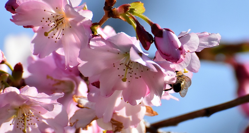 pink color, beauty in nature, outdoors, branch, fragility, petaled, close-up, petal, freshness, cherry blossom, day, nature, botany, flower head, plum blossom