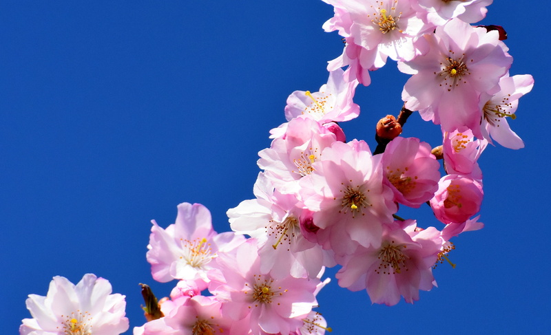 beauty in nature, bouquet, japanese cherry trees, flower, low angle view, blue, japanese flowering cherry, spring, day, outdoors, tree, 4K, clear sky