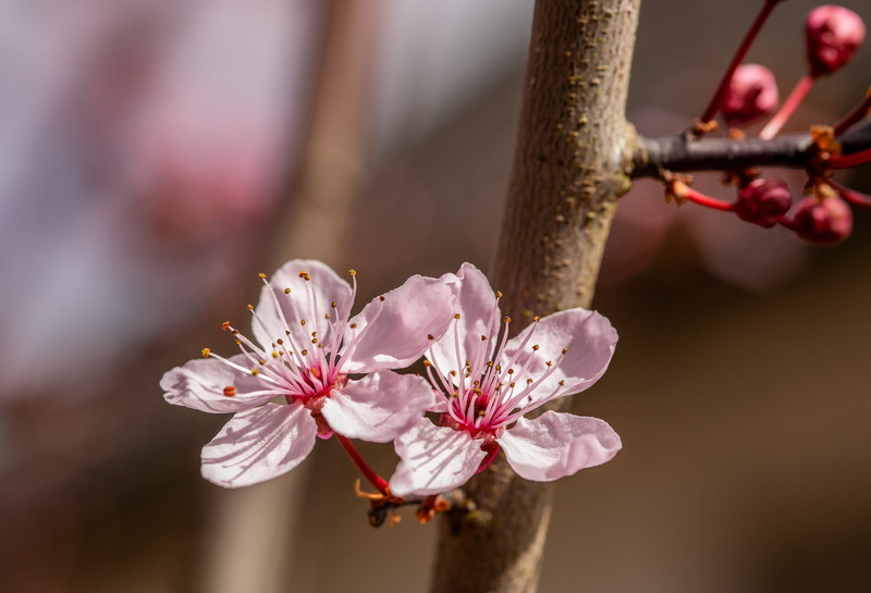 tree, bud, white, plum blossom, cherry, vulnerability, branch, nature, cherry blossom, pollen, flower head, petal, outdoors, freshness, pink color, ornamental cherry
