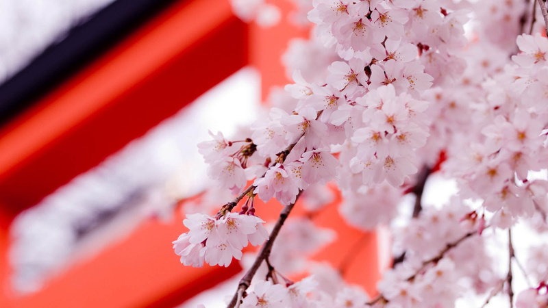 flowering plant, flowers, flower Head, outdoors, pink Color, nature, vulnerability, pink, spring, japanese Culture, season, tree, red, blossom, freshness