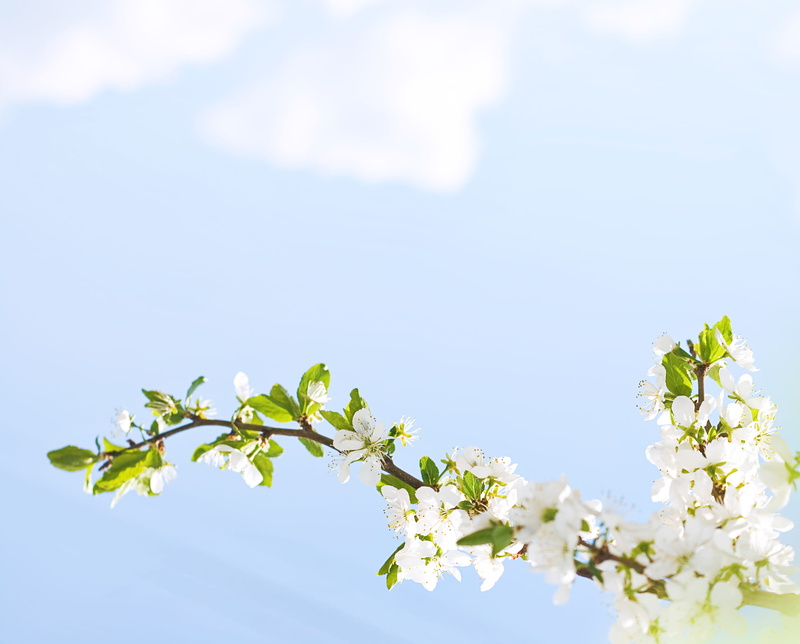 background, beauty in nature, bloom, leaf, fragility, plum, nature, new, close-up, green, detail, softness, color, cherry tree, tree, blooming, bright